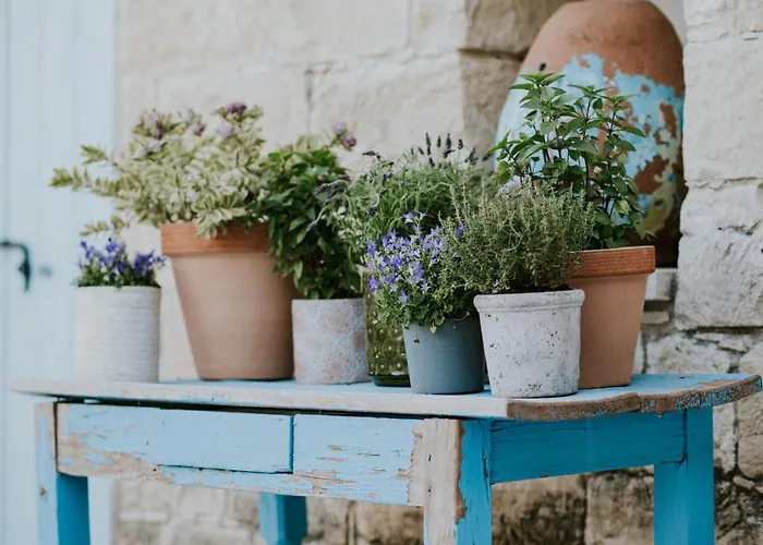 Avgoustis Vila Pachna